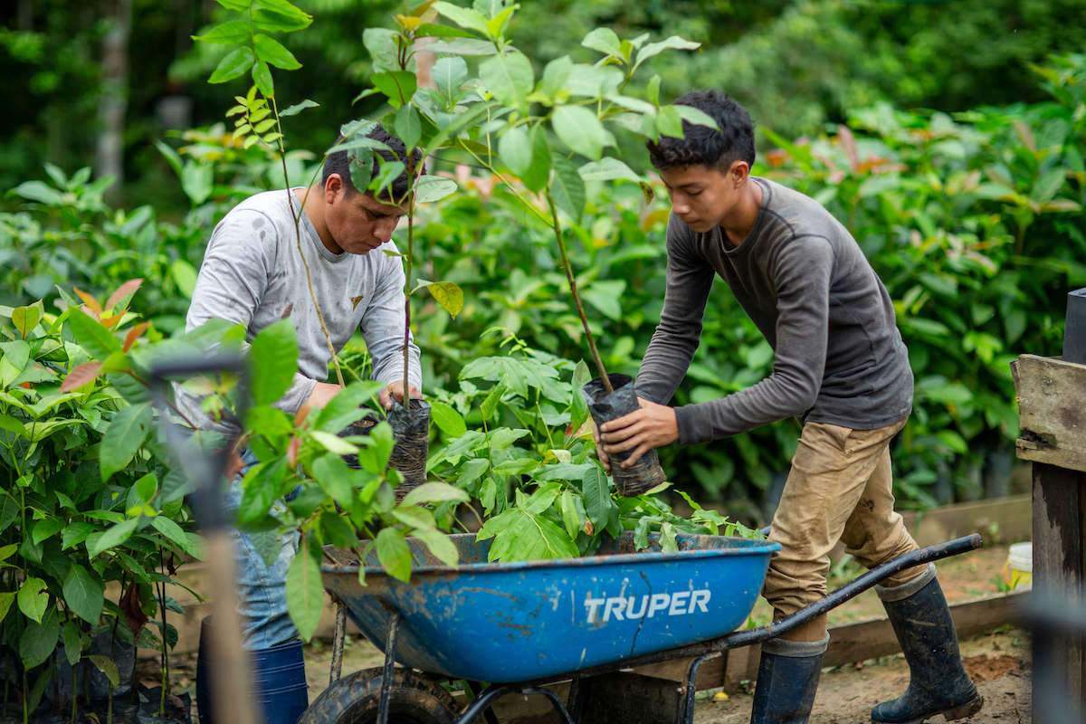 Vacancies for Volunteer Work in the Amazon - Find Out How to Apply